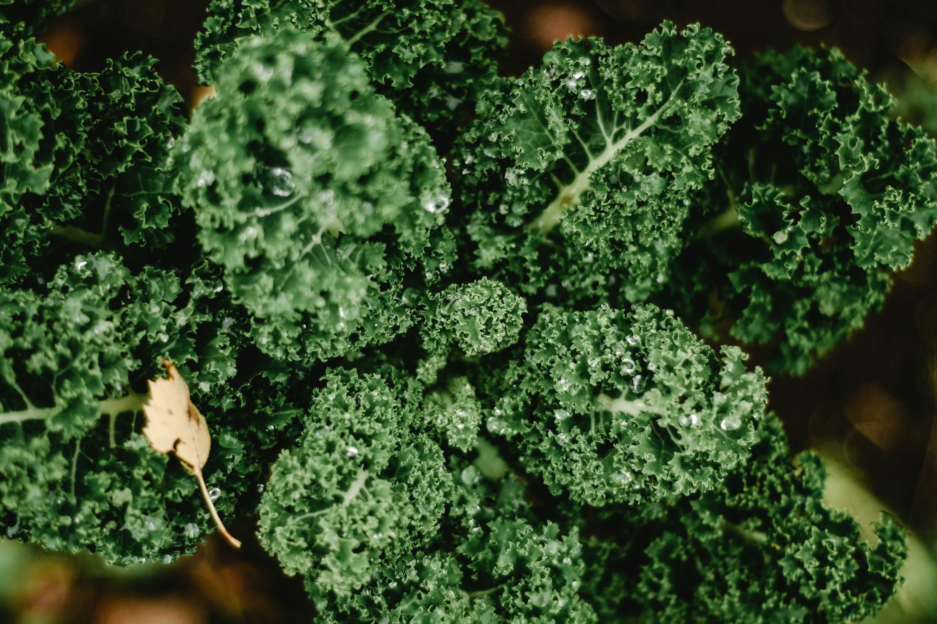 green plant in close up photography