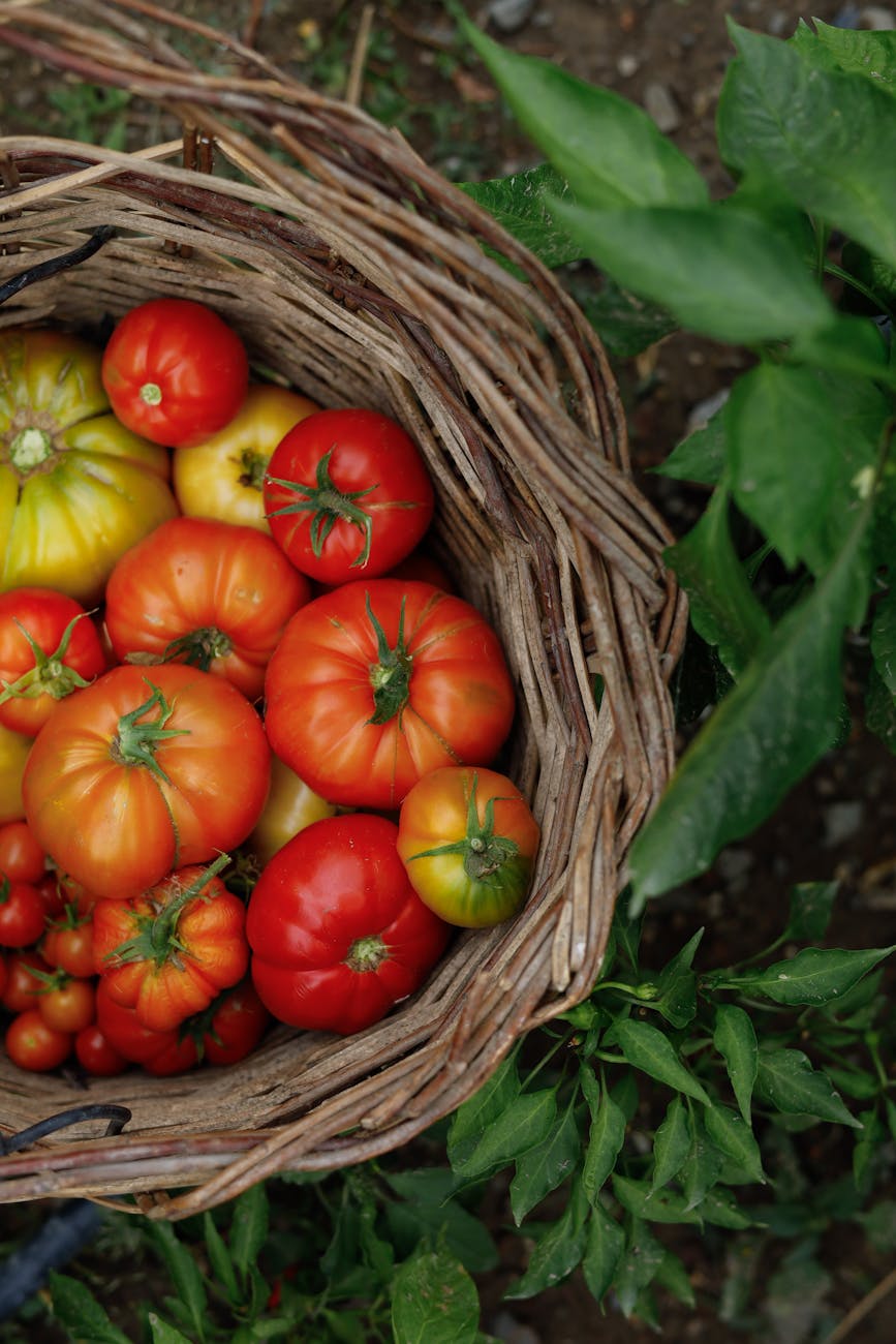 tomatoes in a basket