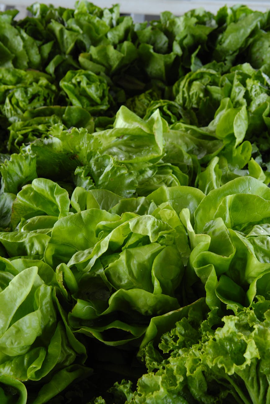 photo of lettuce lot
