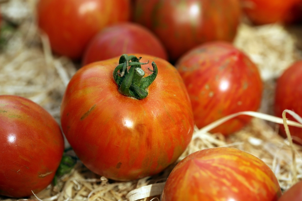 Closeup cherry tomatoes