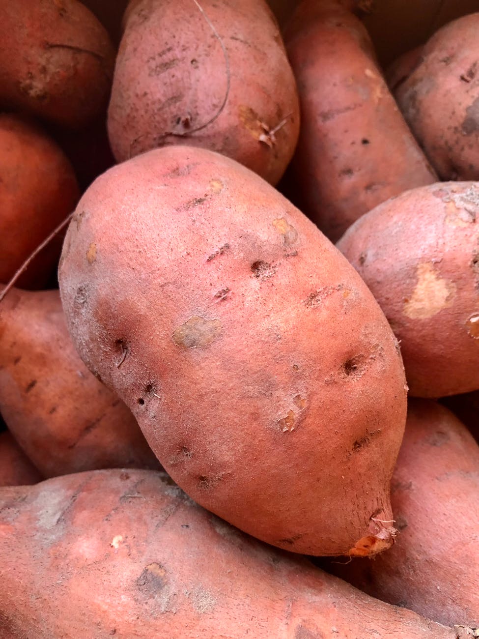 close up of fresh organic sweet potatoes