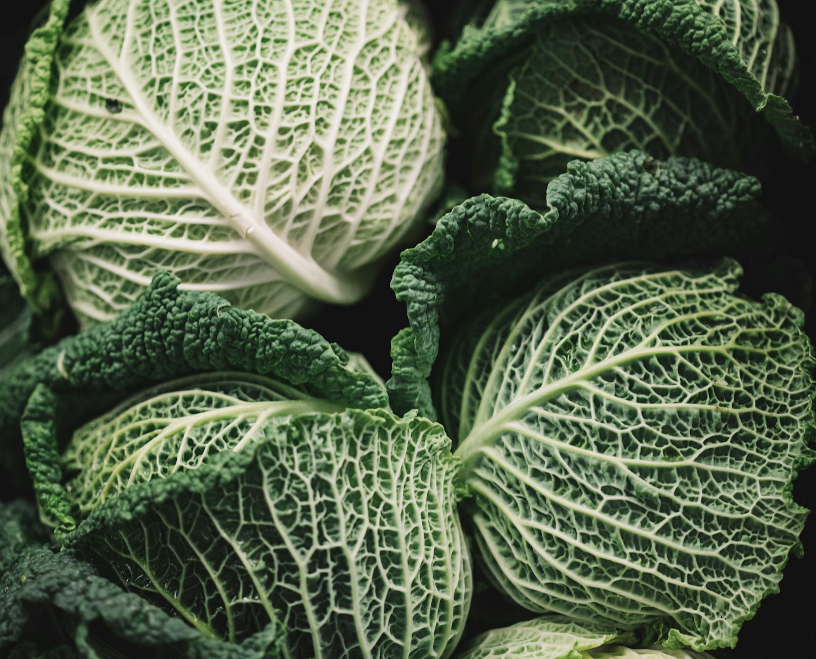 macro photography of green cabbages