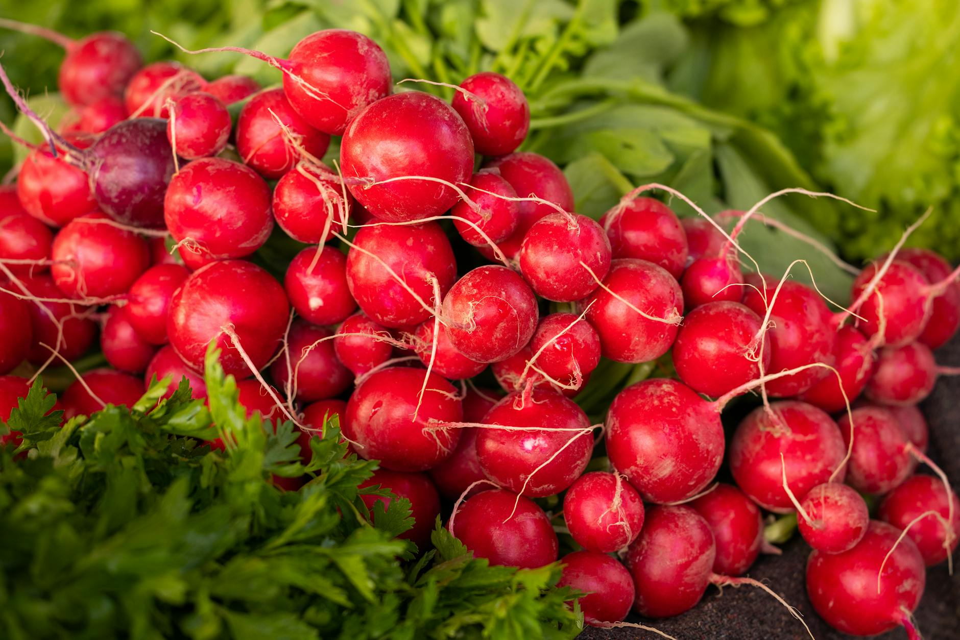 healthy red radish root vegetable
