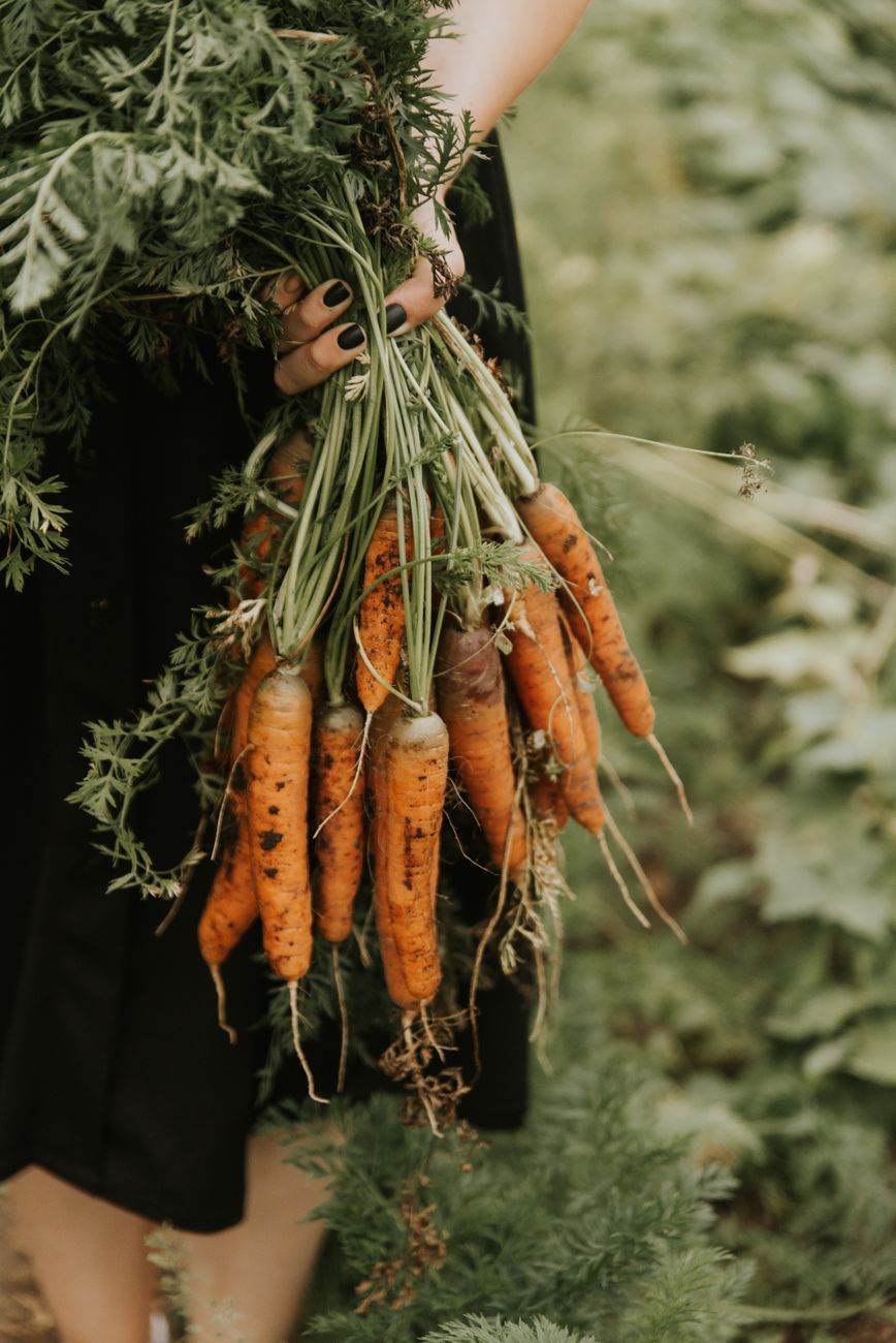 woman holding harvested carrots