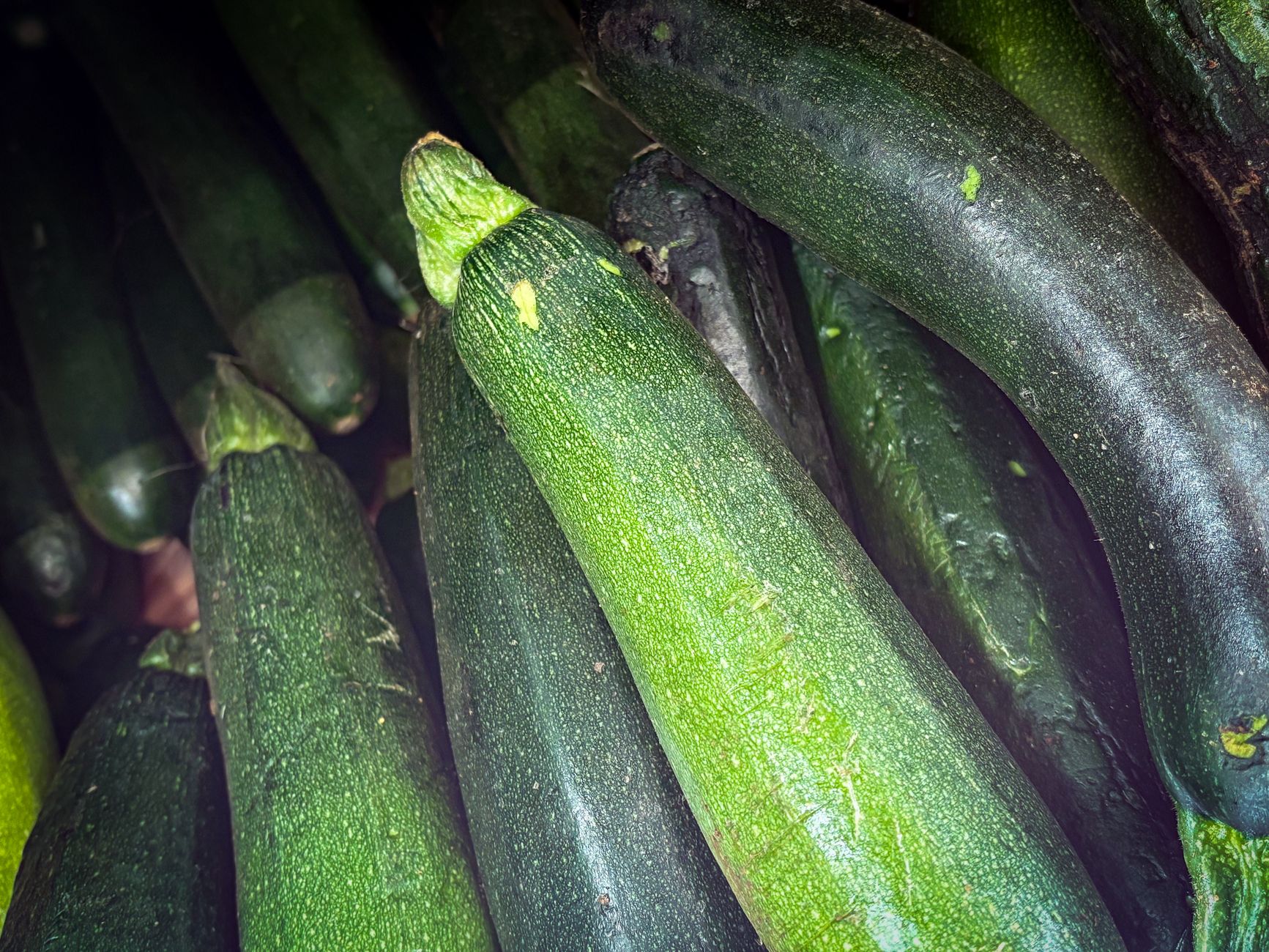 fresh green zucchinis in close up view
