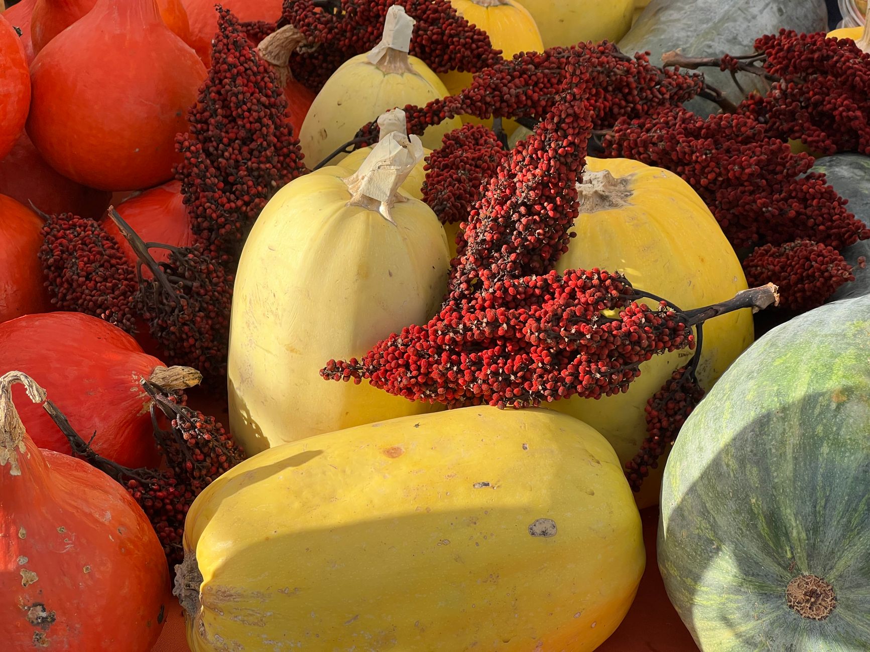 colorful display of gourds and red sumac berries