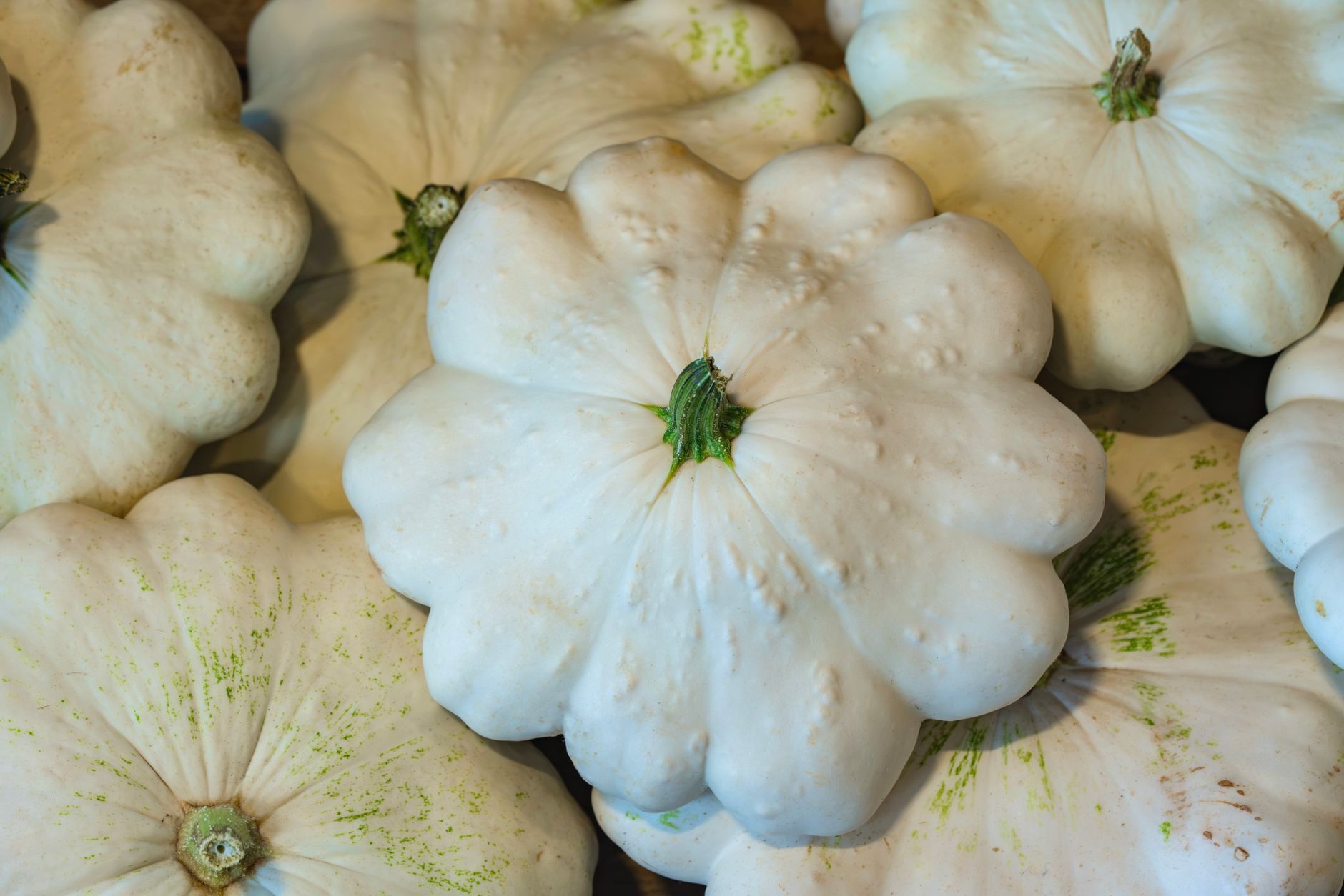close up of white pattypan squash display