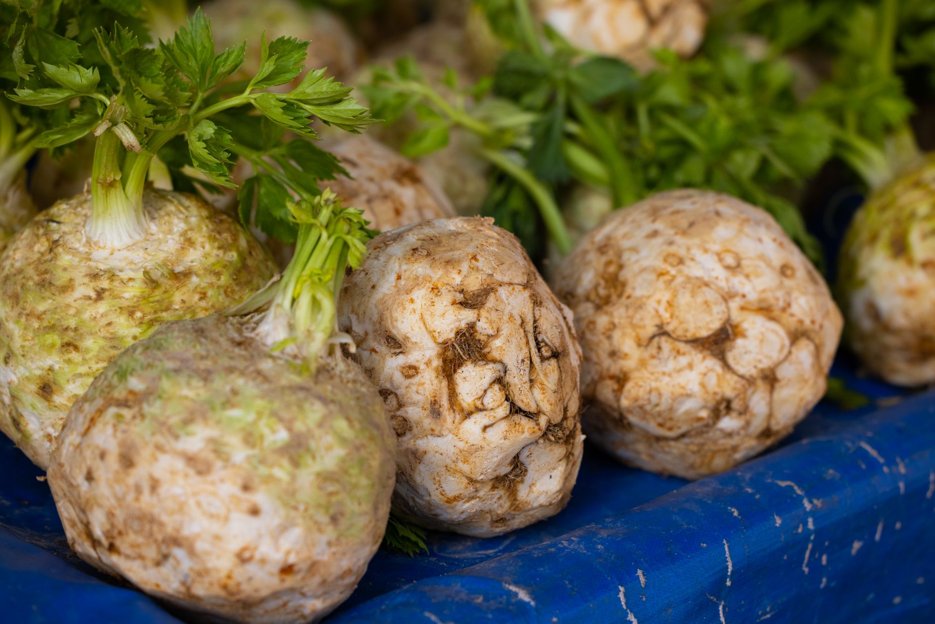 close up photo of celery root vegetable